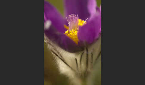 Gemeine Kuhschelle (Pulsatilla vulgaris)