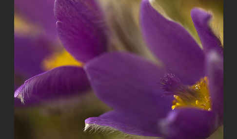 Gemeine Kuhschelle (Pulsatilla vulgaris)