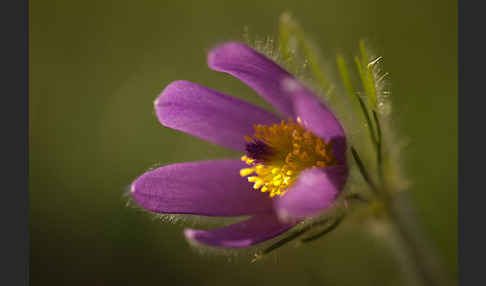 Gemeine Kuhschelle (Pulsatilla vulgaris)