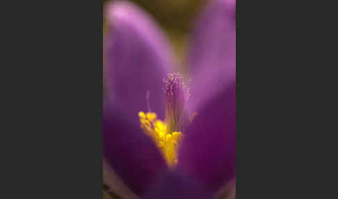 Gemeine Kuhschelle (Pulsatilla vulgaris)