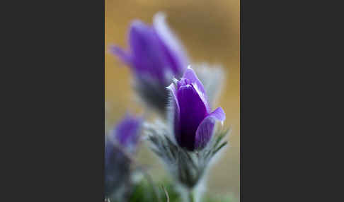 Gemeine Kuhschelle (Pulsatilla vulgaris)