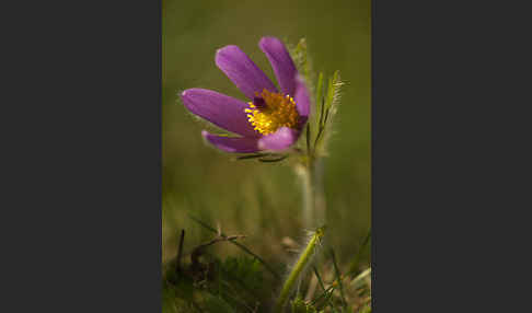 Gemeine Kuhschelle (Pulsatilla vulgaris)