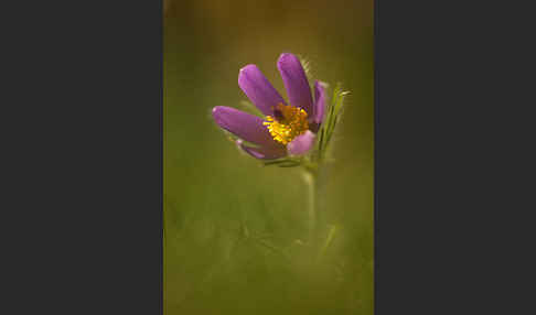 Gemeine Kuhschelle (Pulsatilla vulgaris)