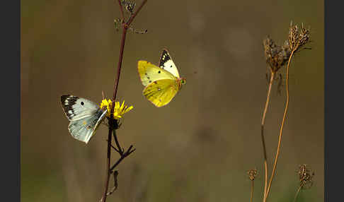 Goldene Acht (Colias hyale)