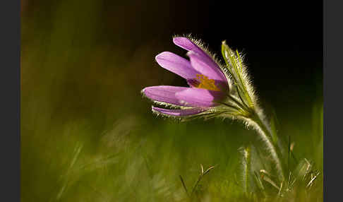 Gemeine Kuhschelle (Pulsatilla vulgaris)