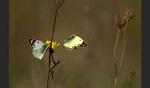 Goldene Acht (Colias hyale)