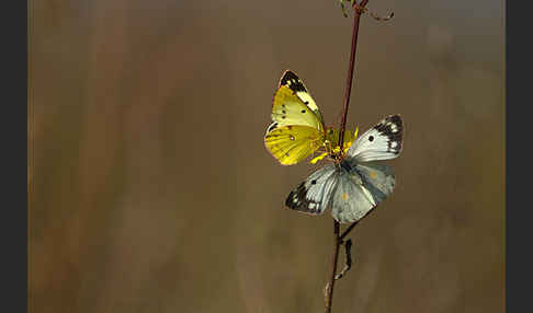 Goldene Acht (Colias hyale)