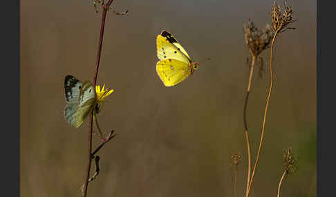 Goldene Acht (Colias hyale)