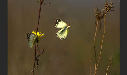 Goldene Acht (Colias hyale)