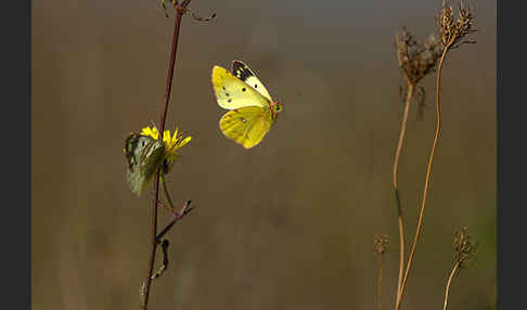 Goldene Acht (Colias hyale)