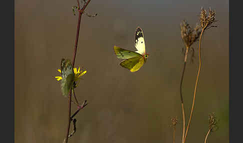 Goldene Acht (Colias hyale)