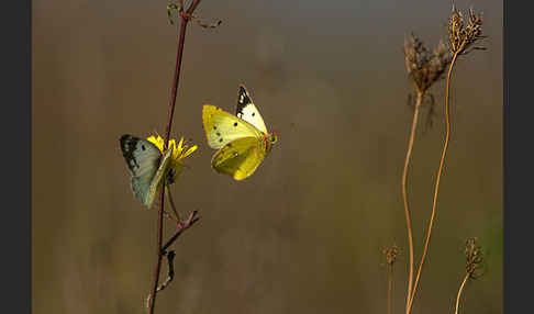 Goldene Acht (Colias hyale)