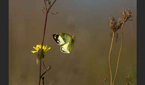 Goldene Acht (Colias hyale)