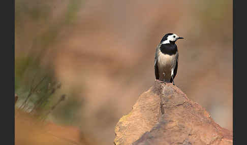 Bachstelze (Motacilla alba)