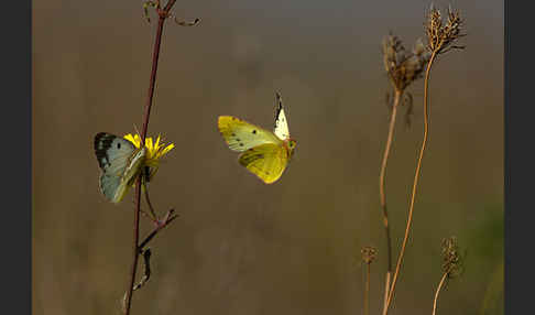 Goldene Acht (Colias hyale)