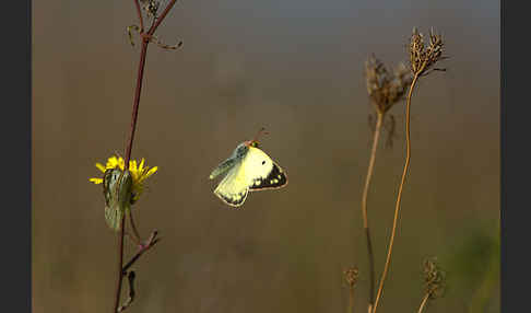 Goldene Acht (Colias hyale)