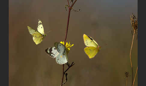 Goldene Acht (Colias hyale)