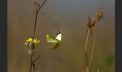 Goldene Acht (Colias hyale)