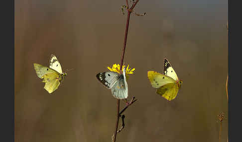 Goldene Acht (Colias hyale)