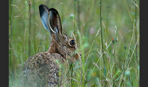 Feldhase (Lepus europaeus)