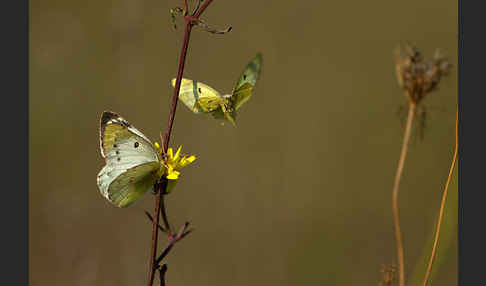 Goldene Acht (Colias hyale)