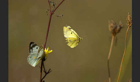 Goldene Acht (Colias hyale)