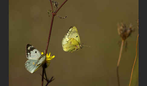 Goldene Acht (Colias hyale)