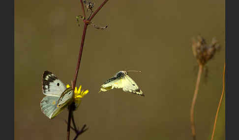 Goldene Acht (Colias hyale)