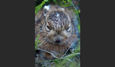 Feldhase (Lepus europaeus)