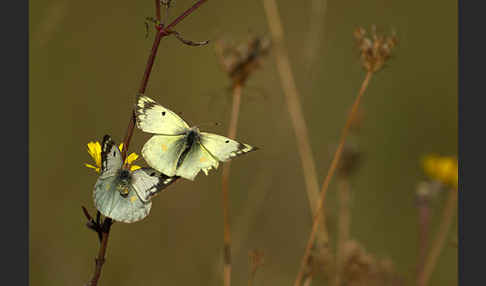 Goldene Acht (Colias hyale)