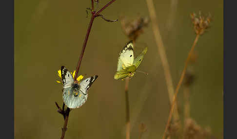 Goldene Acht (Colias hyale)