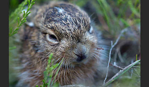 Feldhase (Lepus europaeus)