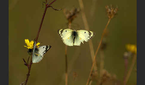 Goldene Acht (Colias hyale)