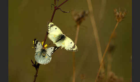 Goldene Acht (Colias hyale)