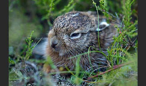 Feldhase (Lepus europaeus)