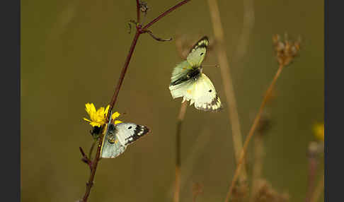 Goldene Acht (Colias hyale)