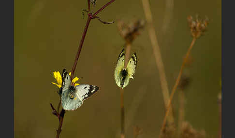 Goldene Acht (Colias hyale)