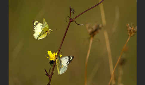 Goldene Acht (Colias hyale)