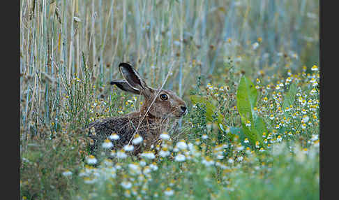 Feldhase (Lepus europaeus)