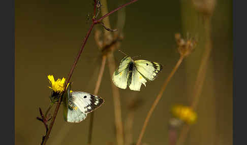 Goldene Acht (Colias hyale)