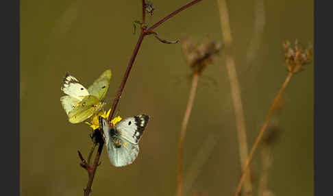 Goldene Acht (Colias hyale)