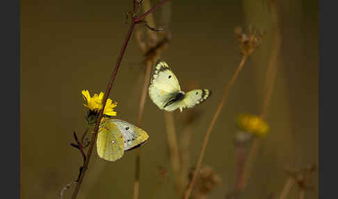 Goldene Acht (Colias hyale)