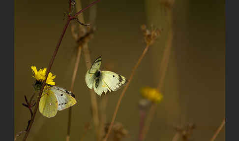 Goldene Acht (Colias hyale)