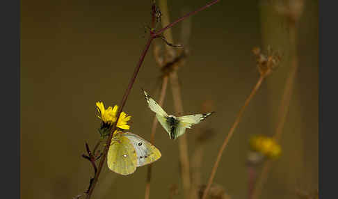 Goldene Acht (Colias hyale)