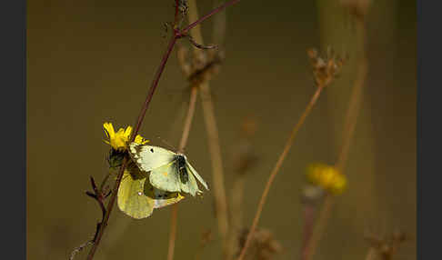 Goldene Acht (Colias hyale)