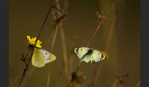 Goldene Acht (Colias hyale)