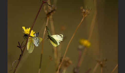 Goldene Acht (Colias hyale)