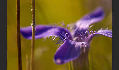 Gewöhnlicher Fransenenzian (Gentianella ciliata)