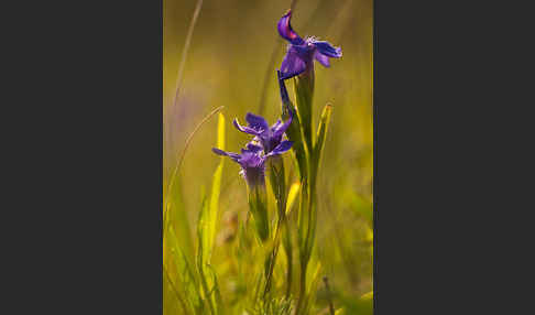 Gewöhnlicher Fransenenzian (Gentianella ciliata)