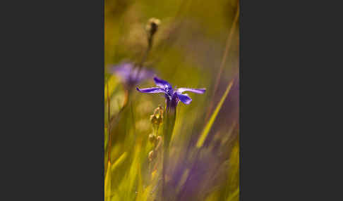 Gewöhnlicher Fransenenzian (Gentianella ciliata)